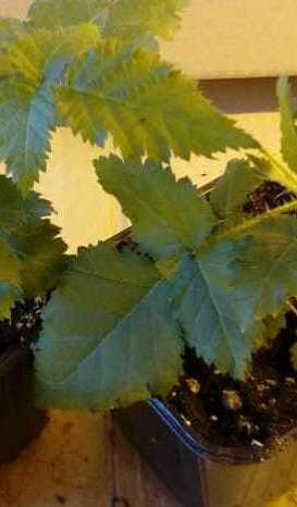 Наши теплицы, в которых круглый год выращиваются саженцы Теплица для саженцев