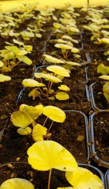 Наши теплицы, в которых круглый год выращиваются саженцы Теплица для саженцев