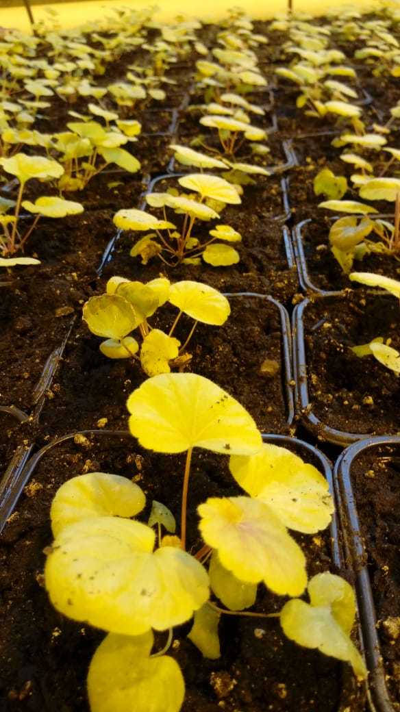 Гейхера /Гейхерелла