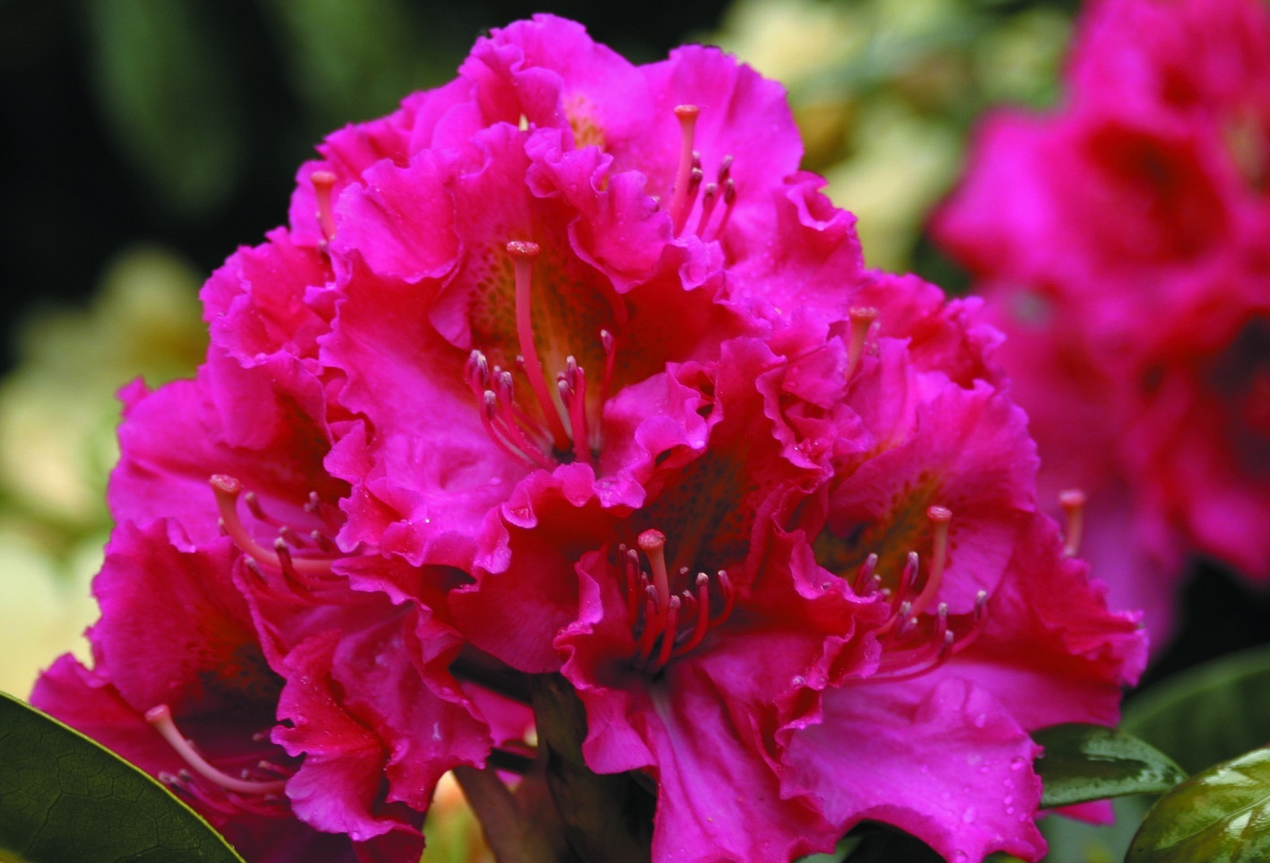 Рододендроны 