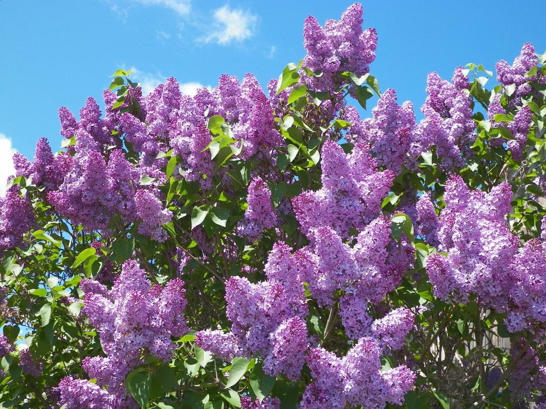 Сирень 